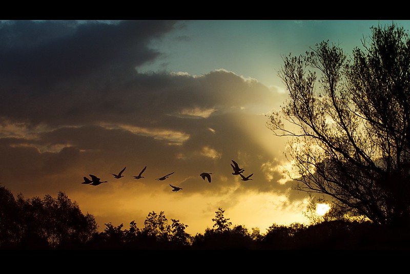 geese at sunset