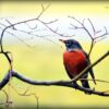 robin sitting on a tree branch