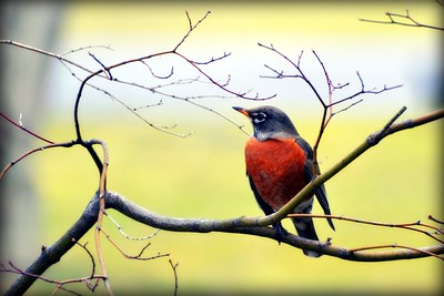 robin sitting on a tree branch